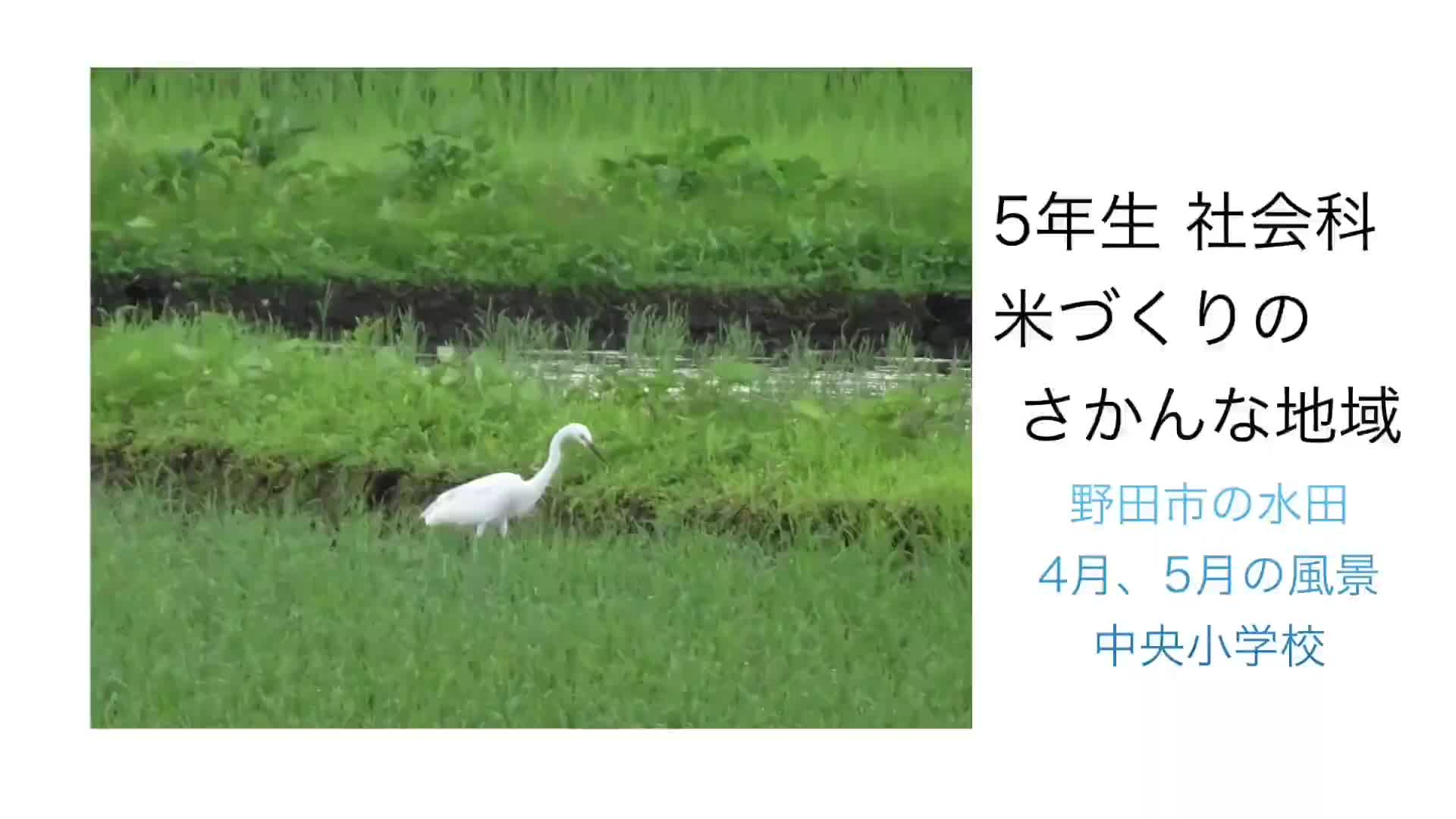 ５年生社会  米作りのさかんな地域～野田の水田～