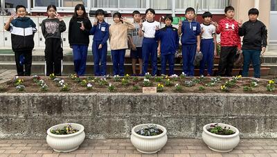 ビオラを植えました