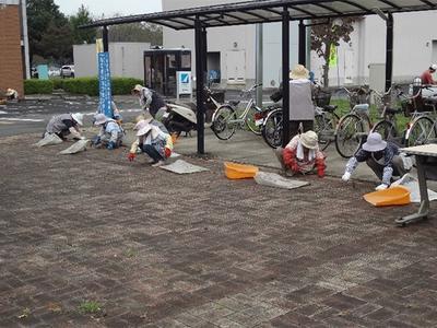 庁舎前インターロッキング内の除草