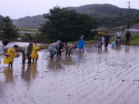 田植え