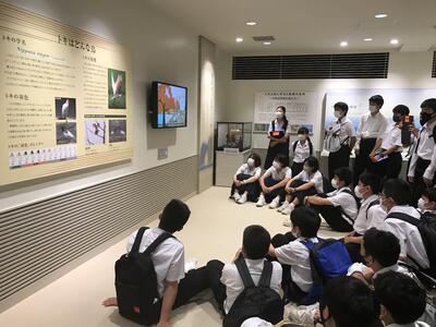 トキについての映像を観ています。