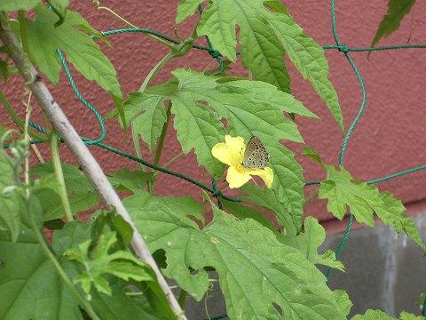 ゴーヤの花と蝶