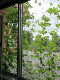 緑のレースのカーテン