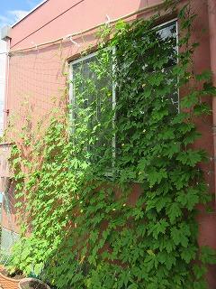 緑のカーテン全景