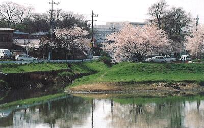 古隅田川合流点の桜（平成4年ごろ_古隅田川土地改良区記念誌）