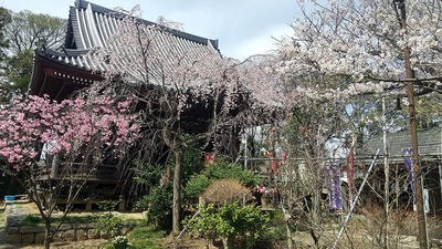 漢音院の桜