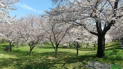 南平野公園の桜１