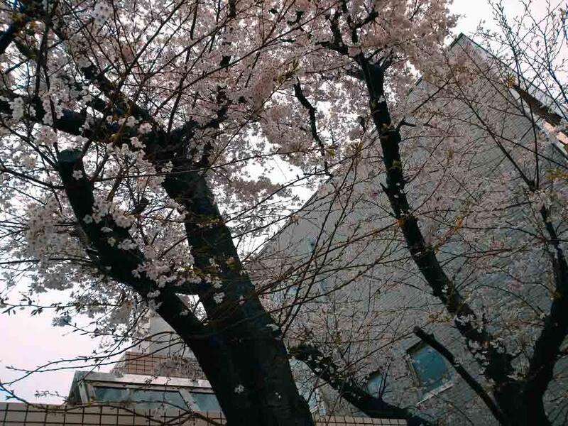 写真：まちなみ公園の桜
