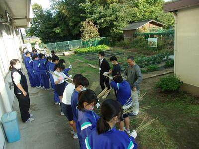 わらすぐりの様子