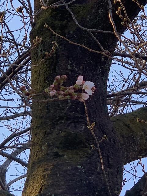 上沖小ブログ 春日部市立上沖小学校