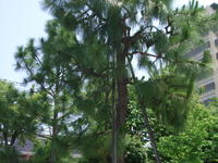 大王松（だいおうしょう）