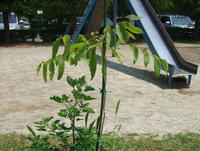 無患子（むくろじ）