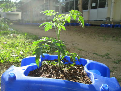 ミニトマトのなえ