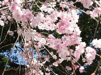 正門の枝垂れ桜