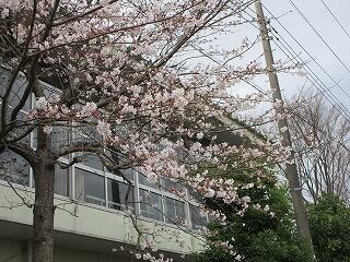 体育館の脇の桜の木