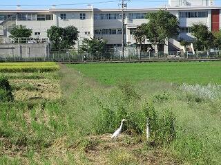 学校周辺の田んぼの稲刈りも半分くらい終わりました