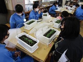 １年１組　技術　小松菜の栽培　