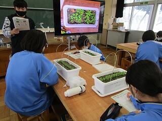 １年３組　技術　小松菜の栽培