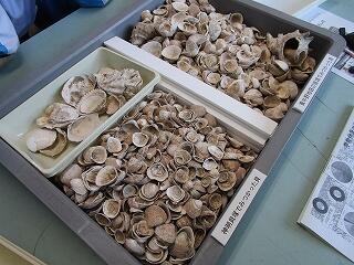 出土した貝殻や動物の骨について興味津々の生徒たちでした