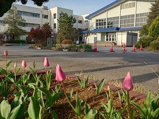 春の朝