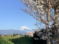 正門前の桜と富士山