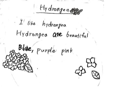 Hydrangea