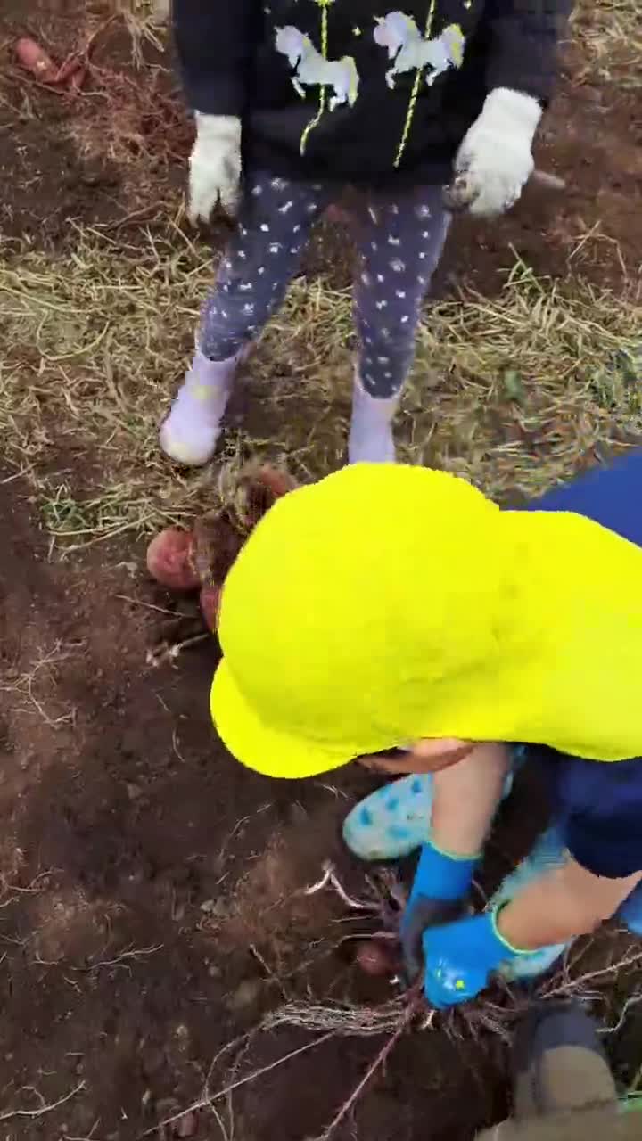 さつまいも掘り　No.1