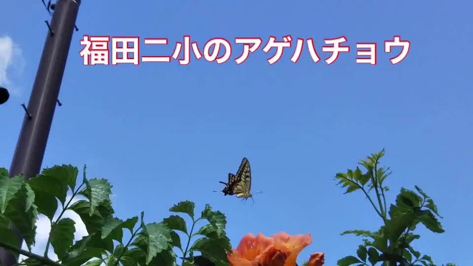 福田二小のアゲハチョウ