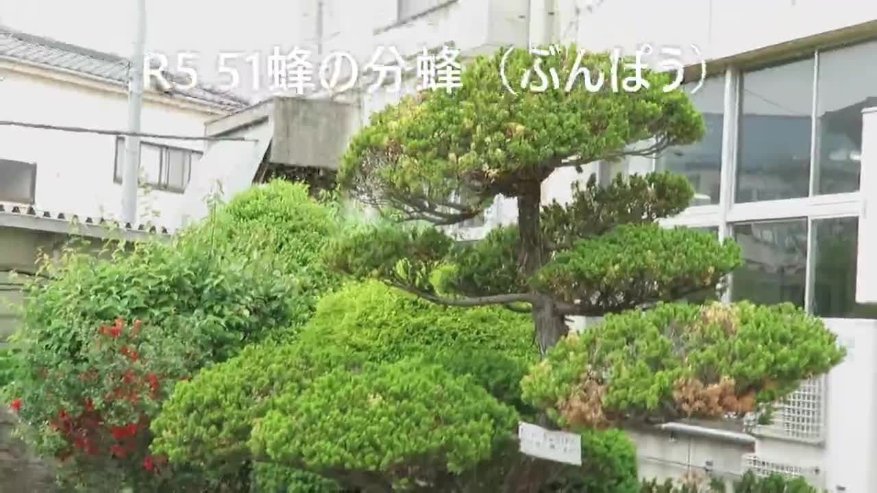 R5.5.1蜂の分蜂（ぶんぽう）