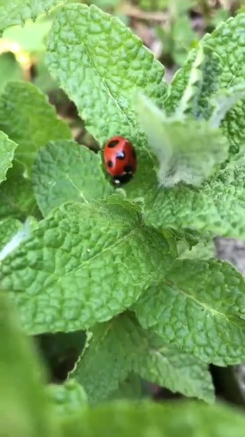 身近な自然をさがしてみよう！