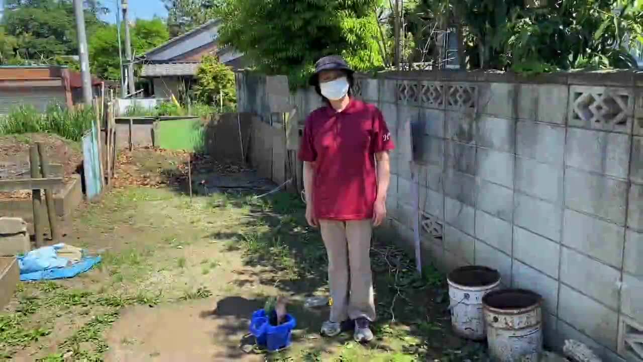 チューリップの球根の取り出し方