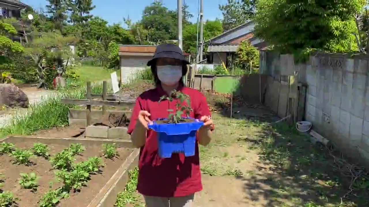 野菜の苗の植え方