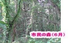 市民の森（６月）