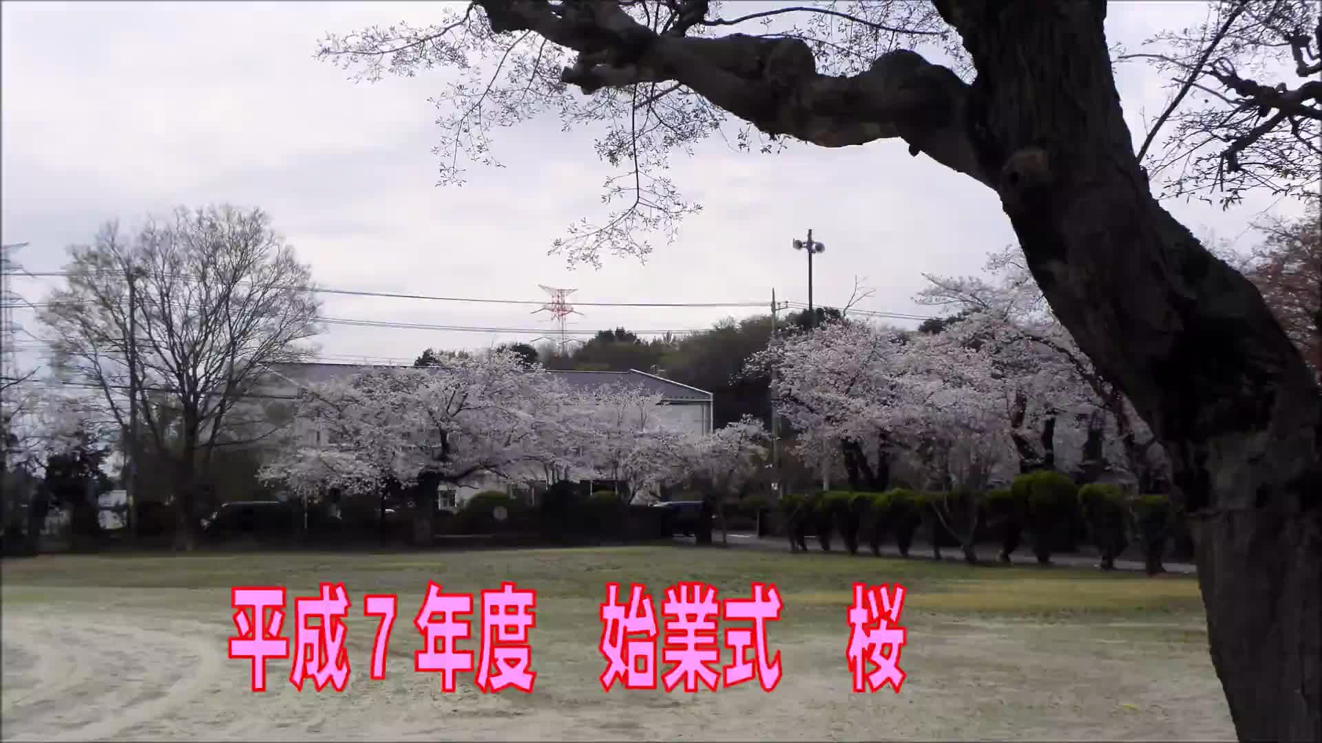 令和７年度　始業式　桜