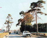 日光街道松並木