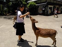 奈良公園の鹿とその１