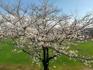 ４月１日の桜