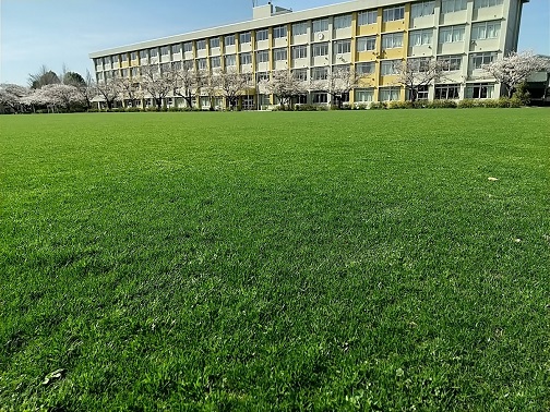 ４月１日の芝生校庭
