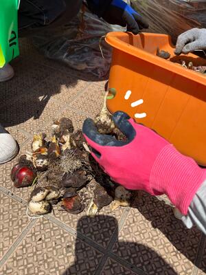 掘り上げたチューリップの球根