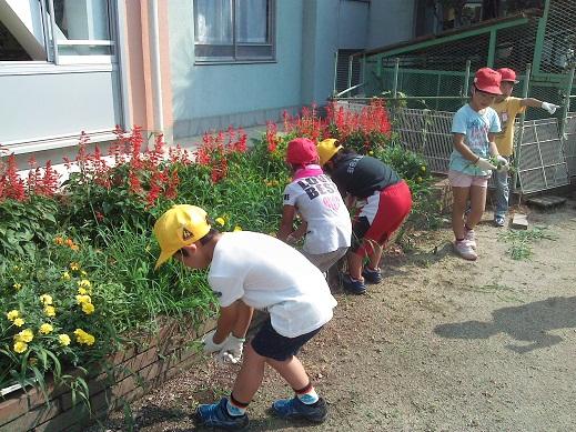 1年花壇手入れ 1年花壇手入れ